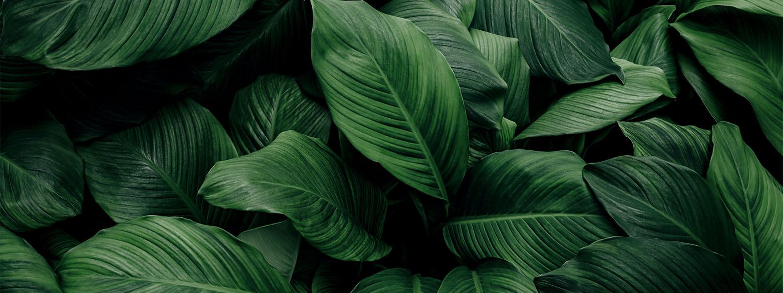 Biologische Zahnheilkunde